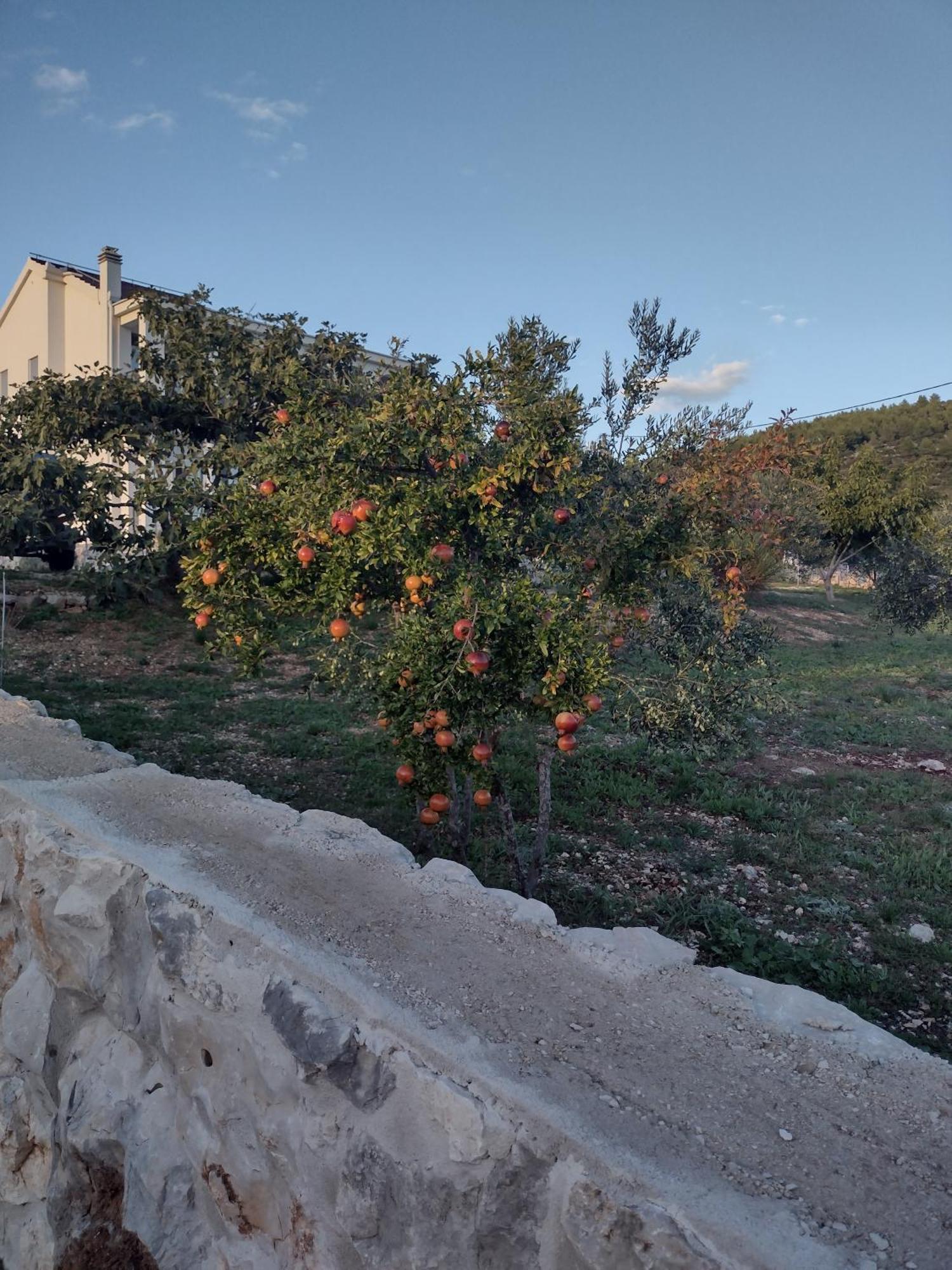 Apartment Olea 玛里纳 外观 照片